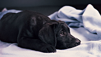 Animals, Dark, To Lie Down, Lie, Dog, Muzzle, Satisfied, Content HD wallpaper