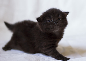 Animals, Kitty, Kitten, Kid, Tot, Shoot, ession HD wallpaper