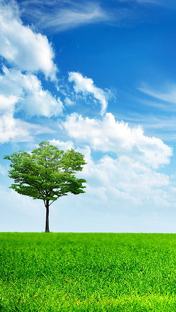 Light Green Tree Grass Lockscreen Android ... HD phone wallpaper