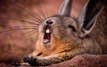 *** Funny bunny ***, animal, bunny, funny, animals HD wallpaper