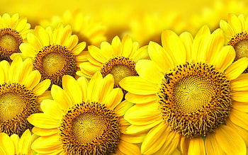 Sunflower , Vibrant petals, Nature's marvel, Eye-catching beauty HD wallpaper