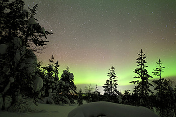 Aurora over Winter Forest in Finland, Trees, Northern Lights, Landscapes, Nature, Aurora, Stars, Winter, Snow, Forests, Finland, Sky HD wallpaper