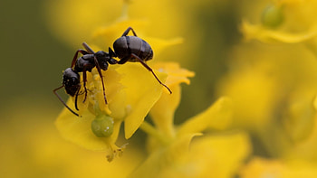 Silky ant, Ant HD wallpaper