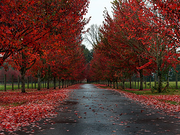 Landscape, Trees, Roads, Autumn HD wallpaper