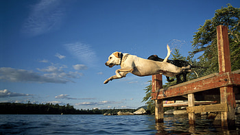 Labrador Retriever, Nature's beauty, Beloved companion, Graceful Labrador HD wallpaper