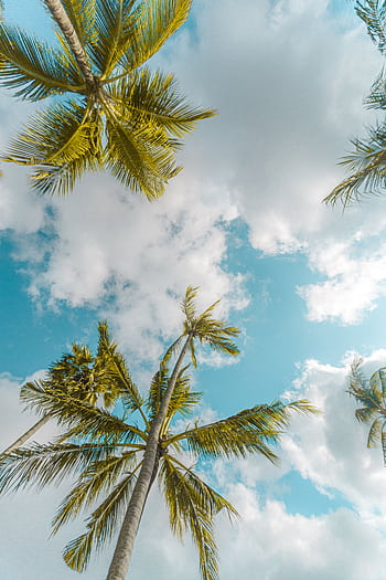 Stunning view of Bali's palm trees reaching towards a vibrant blue sky and fluffy clouds. HD phone wallpaper