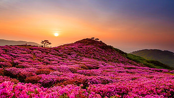 Hillside Flowers Field, field, trees, nature, flowers, mountains, sunset HD wallpaper