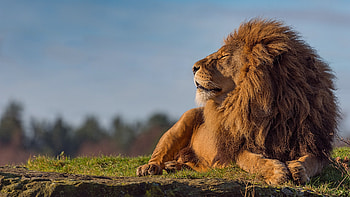 Lion, Captivating portrait, , Astonishing detail HD wallpaper