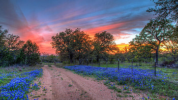 Road to Sunset, Blanco County, Texas, wildflowers, blue bonnet, trees, clouds, sky, flowers, usa HD wallpaper