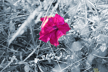 Flower, plant, nature, flowers HD wallpaper