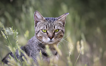 Cat, animal, kitten, cute HD wallpaper