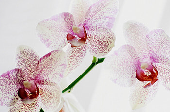 Flowers, Spotted, Close-Up, Orchid, Exotic, Exotics HD wallpaper