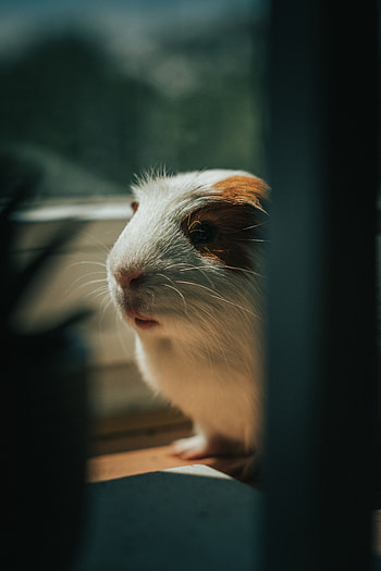 Animals, Pet, Animal, Nice, Sweetheart, Guinea Pig HD phone wallpaper