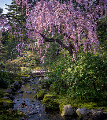 Nature, Flowers, Rivers, Trees, Stones, Sakura HD phone wallpaper
