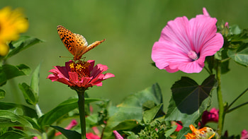 Butterfly, flowers, plants, blossoms, insect, garden HD wallpaper