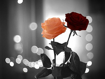 The roses we got each other, roses, red HD wallpaper
