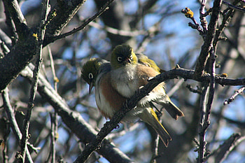 loving tauhou couple sits in tree, birds, animals, couple, leaf, sky, tree HD wallpaper