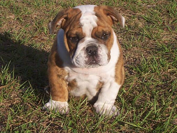 Puppy, dogs, puppies HD wallpaper