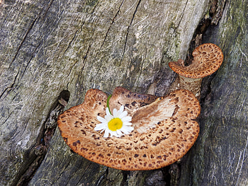 Daisy On A Mushroom, graphy, Mushroom, Forest, NAture, Daisy HD wallpaper