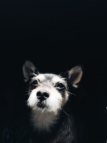 A close-up portrait of a cute scruffy dog with expressive eyes in a dark setting. HD phone wallpaper