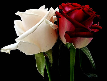 Plants, Flowers, Roses HD wallpaper