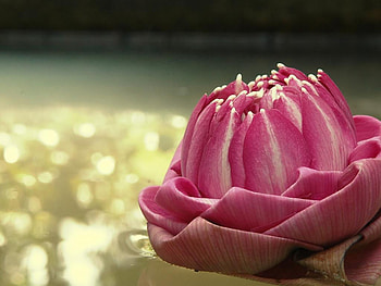 Exotic rose, rose, pink, abstract, flower HD wallpaper