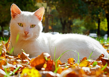 Autumn Cat HD wallpaper