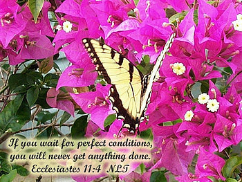Don't Wait for Perfection, scripture, butterfly, verse, flowers, christian, spring HD wallpaper