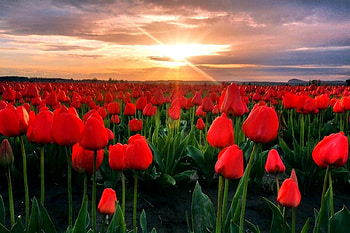 Skagit Sunset, festival, beautiful, tulips, spring, Washington State, field, green, yellow, red, clouds, flowers, sky, lovely HD wallpaper