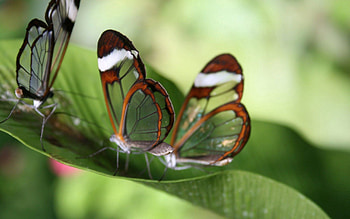Grass, Leaves, Macro, Butterfly HD wallpaper