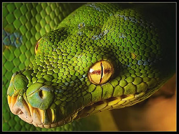 Too close for comfort, snake, yellow eyes, fangs, green, danger, head HD wallpaper