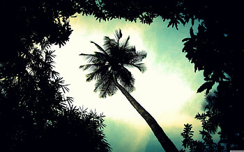 Palm Tree, Top choice, Perfect for , Full goodness HD wallpaper