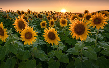 Sun over Sunflowers, sunbeams, sunflowers, field, yellow HD wallpaper