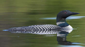 Loon HD wallpaper
