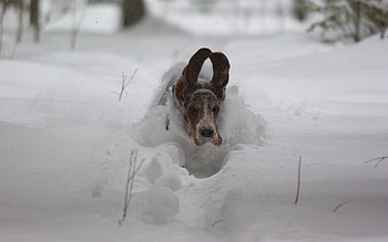 Animals, Winter, Snow, Dog, Ears, Drifts, Run Away, Run HD wallpaper