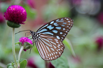 Flower, Macro, Butterfly, Wings, Clover HD wallpaper