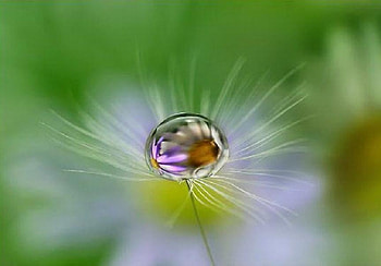 Mirror , purple, reflection, pretty, daisy, yellow, droplet HD wallpaper