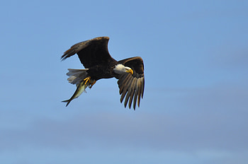 Bald Eagle With Fish 2, eagleflying, Baldeaglewithfish, eagleinflightwithfish, eagle, fish HD wallpaper