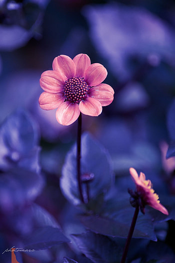 Flower 3, sky, sunlight HD phone wallpaper