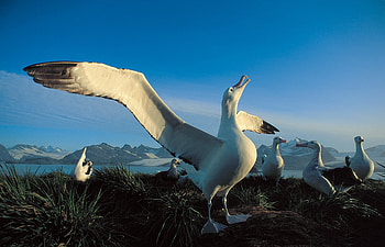 Seabird wonder, Albatross beauty, , Inspiring avian artistry HD wallpaper