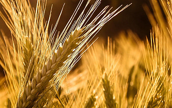 Macro, Ears, Ripe, Spikes, Rye HD wallpaper