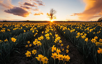 Skagit Valley, daffodils, wildflowers, evening, sunset, daffodil field, yellow flowers, Washington State, USA HD wallpaper