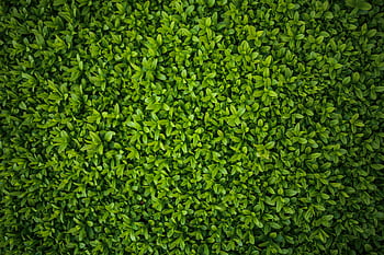 High-resolution of lush green leaves in a garden, offering a vibrant natural pattern. HD wallpaper