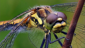 Close-up, Dragonflies HD wallpaper