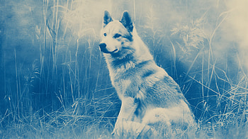 Majestic Husky Dog - Serene Blue Tone, husky, dog HD wallpaper