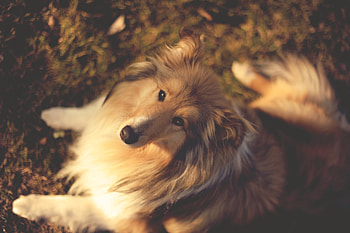 Animals, Nature, Dogs, Dog, Muzzle, Collie HD wallpaper
