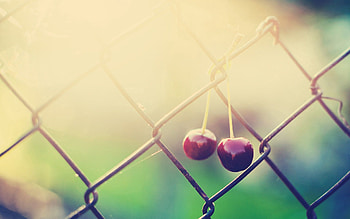 Cherry, Macro, Shine, Light, Grid, Branch, Fence HD wallpaper