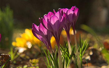 Spring, Grass, Snowdrops, Macro, Shine, Light, Petals, Shadow HD wallpaper