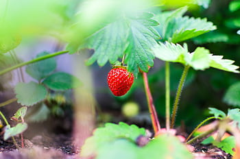 Close-up of a ripe strawberry growing amidst lush green leaves in a garden. HD wallpaper