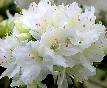 Beauty in white, white, green leaves, group, flowers, beauty HD wallpaper